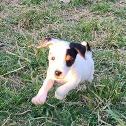 Companion Cross, Russell Terrier, and Yorkshire Terrier Puppies from Working W Kennels