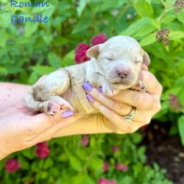 Roman Candle - Yellow and white male Bernedoodle puppy in Midland, Michigan from Northern Charm Farm