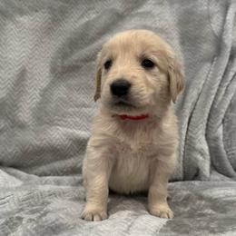 Lou Lou Who: Red Collar - Light golden male Golden Retriever puppy in Monterey, Tennessee from Lawson’s Green Acres Goldens and Mini Dachshunds