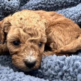 Biscuit - Red male Cavapoo puppy in Camden, Michigan from FurEver Friends Finder