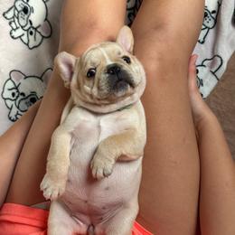 Celeste - Cream female French Bulldog puppy in Largo, Florida from Big Daddy Frenchies
