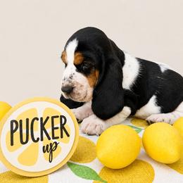 Willow - Black white and brown female Basset Hound puppy in Denison, Texas from Emma Lou's Baby Bassets