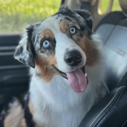 DESTINY - Australian Shepherd