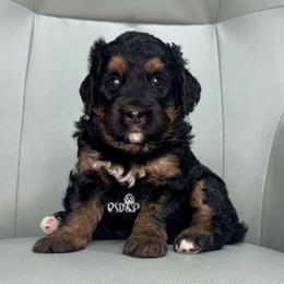Velvet - Black phantom female Assorted Doodle Crosses puppy in Lake Charles, Louisiana from Brandi’s Southern Doodles & Poodles, LLC