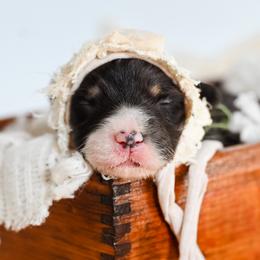 Girl 1 - female Pembroke Welsh Corgi puppy in Mona, Utah from Sorensen Corgis