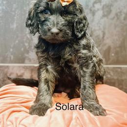 Solara - Chocolate female Goldendoodle puppy in Pasco, Washington from Camp Doodle Woods