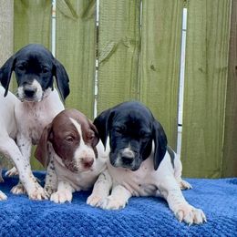German Shorthaired Pointers from East Coast Bird Dogs