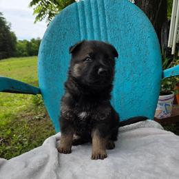 Finn - Sable male German Shepherd puppy in Cave City, Arkansas from Bayou Valley Shepherds and American Hunt Terriers