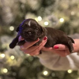 Boy 3 - Liver male Shih Tzu puppy in Kodak, Tennessee from Cutshall Babies
