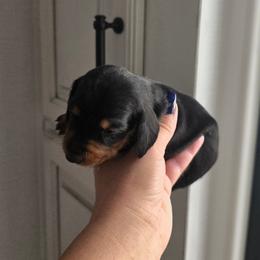 Black and Tan Boy 1 - Black and tan male Dachshund puppy in Austin, Colorado from Colorado Mini Dachshunds & Mini Pomskies