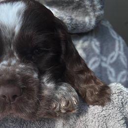 English Springer Spaniels from Pack Leader Nation