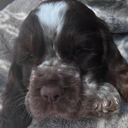 English Springer Spaniels from Pack Leader Nation