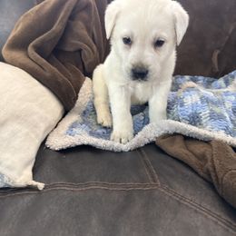 Boy 5- second pick male - Yellow male Labrador Retriever puppy in Isanti, Minnesota from Four Corners Family Labs