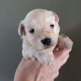 Pup 5 - Wheaten male Miniature Schnauzer puppy in Hickory, North Carolina from Selene's Schnauzers