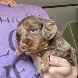 Mistletoe - Merle male Goldendoodle puppy in Waynesboro, Virginia from Forest Creek Kennel