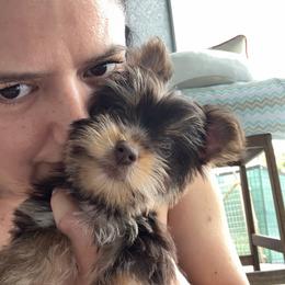 Queen lay - Chocolate and tan female Yorkshire Terrier puppy in Fort Myers, Florida from Katherine’s Yorkies and Poodles