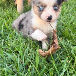 Misty - Blue merle female Toy Australian Shepherd puppy in Puryear, Tennessee from A&W Toy Aussies