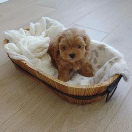 Maltipoo, Yorkipoo, and Yorkshire Terrier Puppies from Crimson Dessert Yorkiepoos