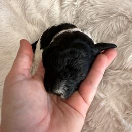 4 - Parti female Labradoodle puppy in Greensboro, Georgia from B’s Doodles