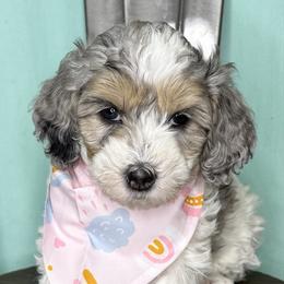 Elsa - female Australian Mountain Doodle puppy in Jerome, Idaho from Tolman Acres