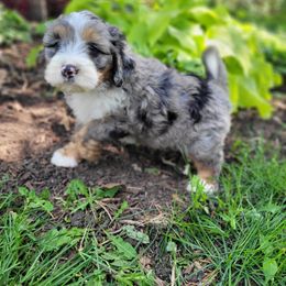Aster - Merle male Bernedoodle puppy in Clarinda, Iowa from Root and Branch Bernedoodles