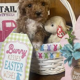 Pixie - Apricot female Goldendoodle puppy in Cherry Tree, Pennsylvania from Plum Creek Acres Next Generation