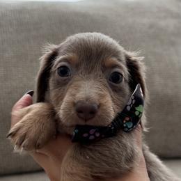 Dachshund Puppies from Chivi Paws