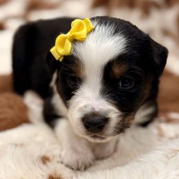 Yellow - Black tri female Miniature Australian Shepherd puppy in 32046, Florida from River Hill Ranch