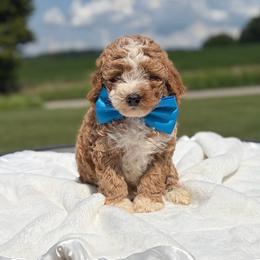 Scout - Apricot male Goldendoodle puppy in Estesburg, Kentucky from Wet Goldendoodle Kisses