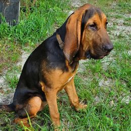 Bloodhounds from Castaways Hooves & Hounds