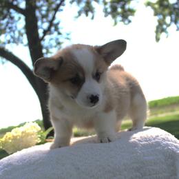 Finn - Red male Pembroke Welsh Corgi puppy in North Manchester, Indiana from Covered Bridge Corgis