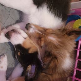 Shetland Sheepdog Puppies from DK'S Sassy River Shelties