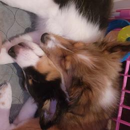 Shetland Sheepdog Puppies from DK'S Sassy River Shelties