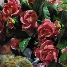 Dachshund Puppies from CLARK'S BREEDING PROGRAM