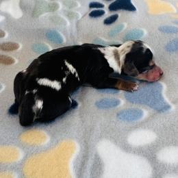 Girl 1 - Dapple female Dachshund puppy in Oklahoma from DRB Dachshunds