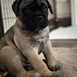 Bullmastiff Puppies from Ironward Bullmastiffs