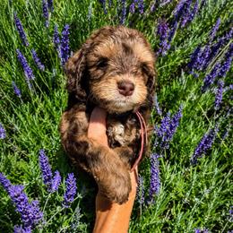Savannah - Chocolate female Australian Labradoodle puppy in Millville, California from Hope Lane Kennels