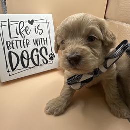 Aspen - Apricot male Maltipoo puppy in Apple Valley, California from Boujeepups