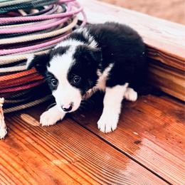 Navy - Black and white male Border Collie puppy in Minden, Iowa from Rocking N Registered Border Collies & Labradors