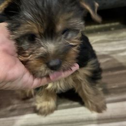 Girl 1 - Black and tan female Yorkshire Terrier puppy in Antlers, Oklahoma from Yorker Puppy Palace