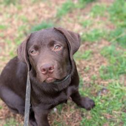 Toffel - Chocolate male Labrador Retriever puppy in Millville, New Jersey from Puzzles Labradors