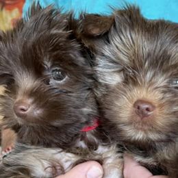 Yorkshire Terriers from Hudson Valley Yorkies