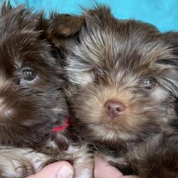 Yorkshire Terriers from Hudson Valley Yorkies