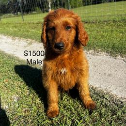 Blast - Red  male Goldendoodle puppy in Lake City, Florida from North Florida Poodles and Doodles