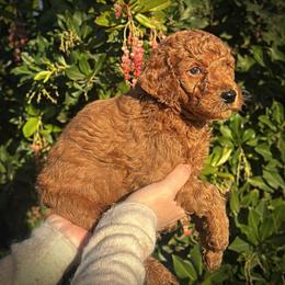 Gray Collar Male - Red  male Poodle puppy in Modesto, California from Dry Creek Poodles