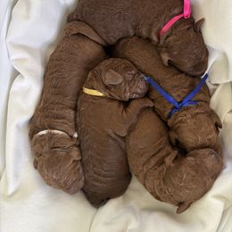 Goldendoodle Puppies from Ginger Doodles