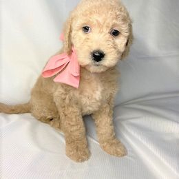 Goldendoodle Puppies from OnlyGoldendoodles