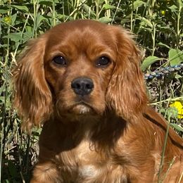 Ruby - Cavalier King Charles Spaniel