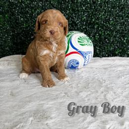 Gray Boy - Red male Bernedoodle puppy in Modesto, California from Two Doods Doodles