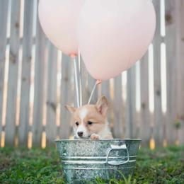 American Corgi and Pembroke Welsh Corgi Puppies from Constellation Corgi
